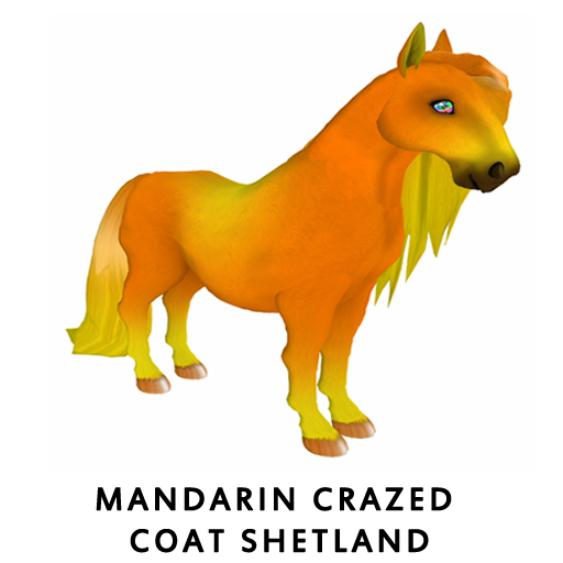 Mandarin Crazed Coat Shetland - Male