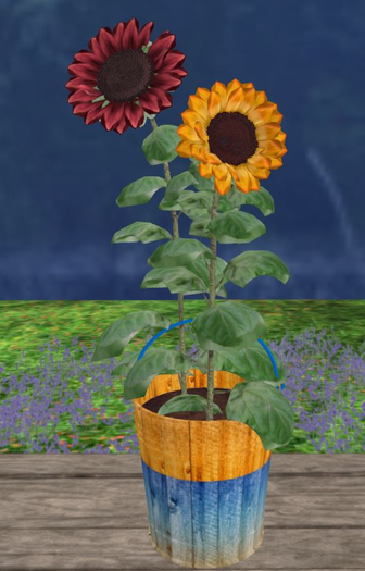 Bucket O' Sunflowers (Boxed)