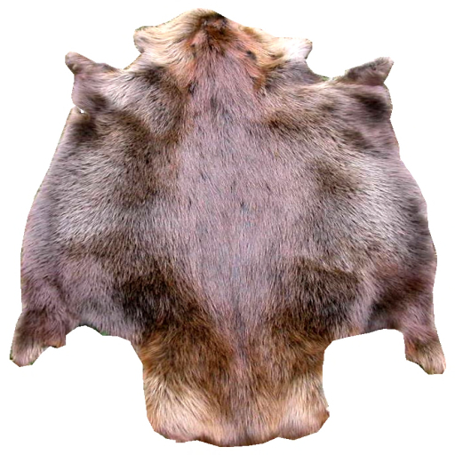 Beaver skin