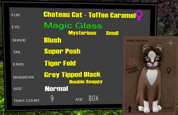 KittyCatS -- Chateau Cat - Toffee Caramel  - F  -  9