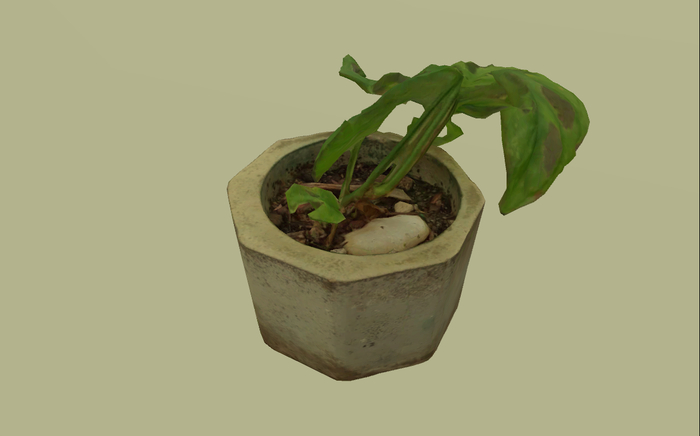 MONSTERA in plantpot