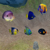 Multi Tropical Fish Seeder A v2.b
