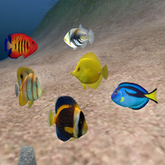 Multi Tropical Fish Seeder B v2.b