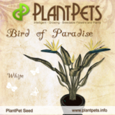 PlantPet Seed [Bird of Paradise *White*], rare
