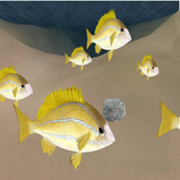 Blue Striped Seaperch Seeder v1.4