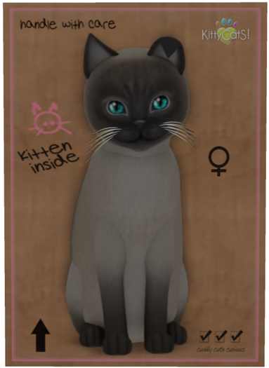 KittyCatS Box - Tonkinese - Blue Mink