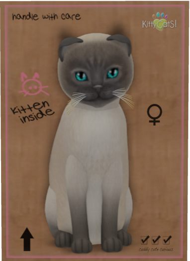 KittyCatS Box - Tonkinese - Blue Mink