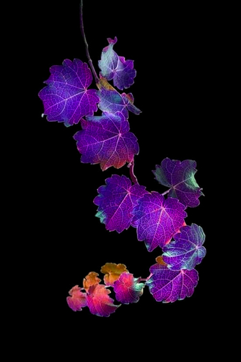 Purple Leaves