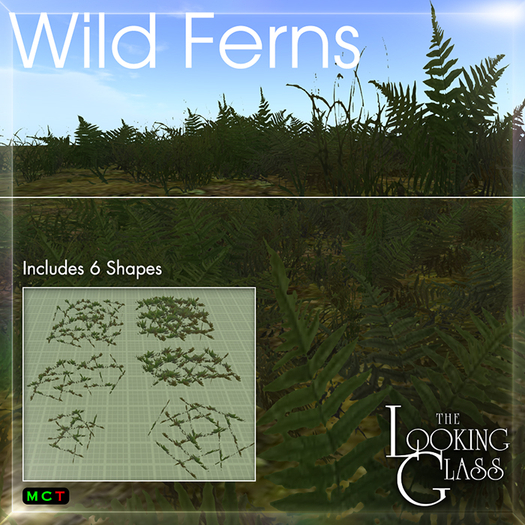 TLG - Wild Ferns