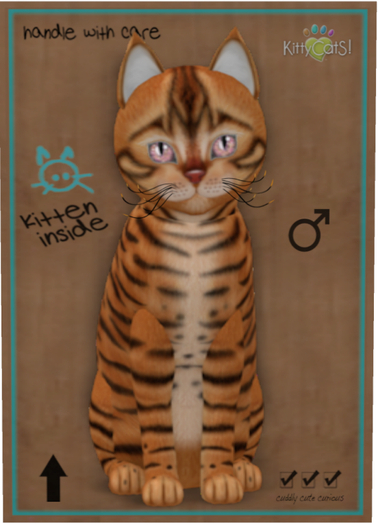 KittyCatS Box - Toyger - Caramel