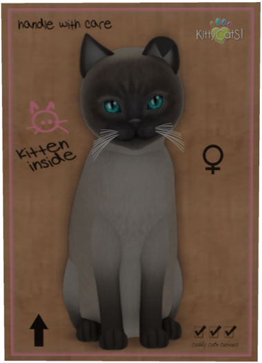 KittyCatS Box - Tonkinese - Blue Mink