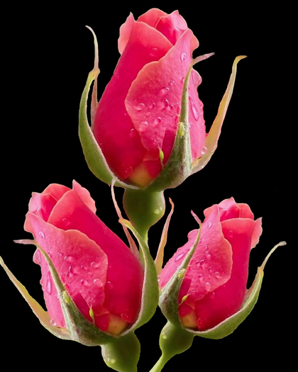 Pink Rose Black