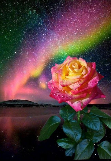 Space Rose