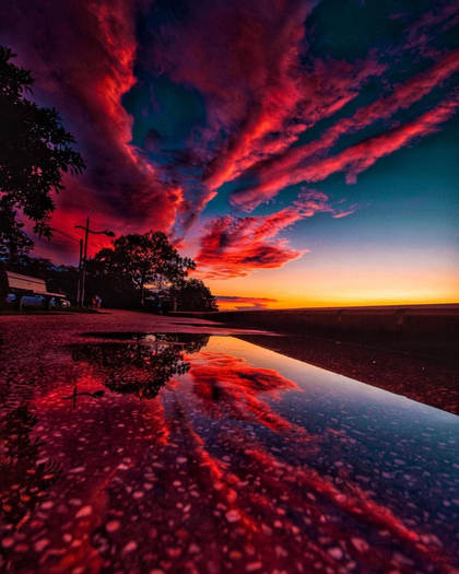 Purple Reflections