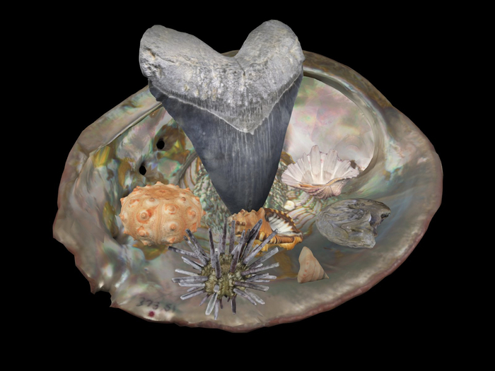 VRDz Shells Gift Giver (TOUCH me for a free shell gift)