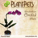 PlantPet Seed [Dendrobium Orchid *Thalia*] COMMON