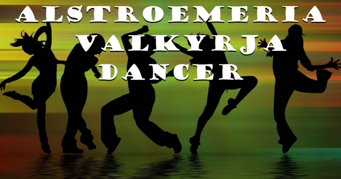 ALSTROeMERIA - Valkyrja Dancer