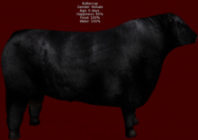 DFS Cow - Black Angus
