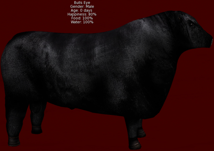 DFS Bull - Black Angus