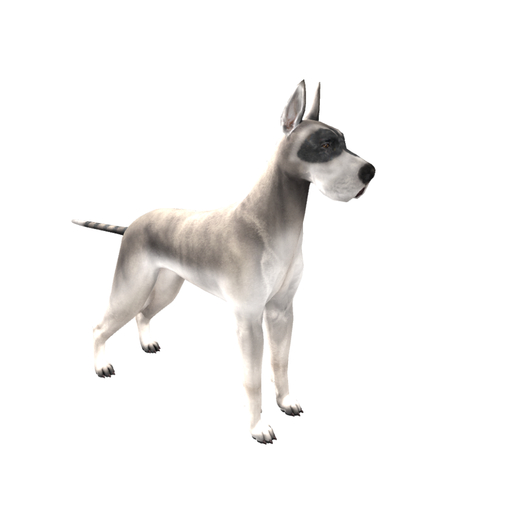 DOG-Royal -Greatest Dane Racoon