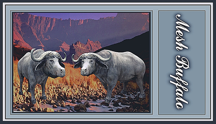 Wild Buffalo