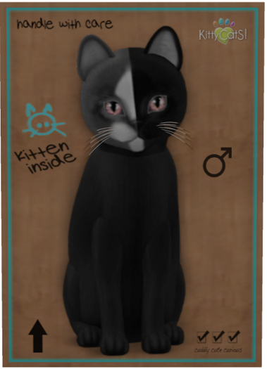 KittyCatS Box - Chimera - Black Grey