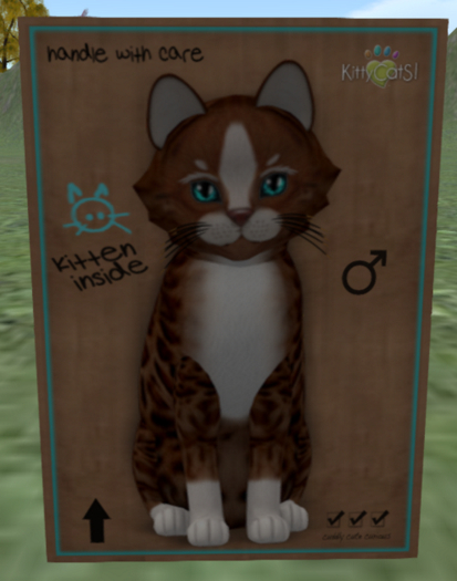 KittyCatS Box - Genesis - Ginger II 3t M kitty6Millumz