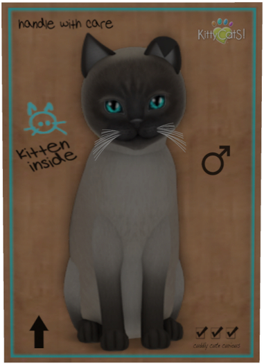 KittyCatS Box - Tonkinese - Blue Mink