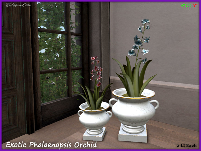 Orchid