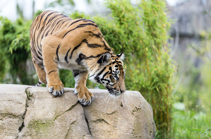 Tiger Texture