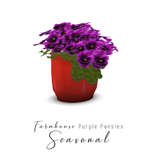 Farmhouse - Garden - Pansies - Purple