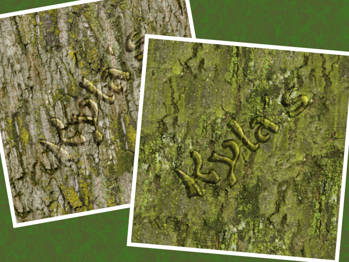 Bark, Deciduous 11 & 12