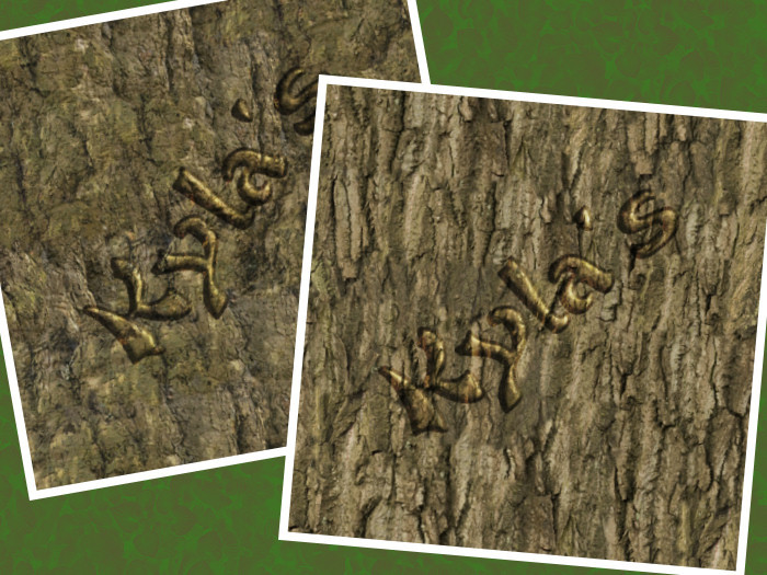 Bark, Deciduous 13 & 14