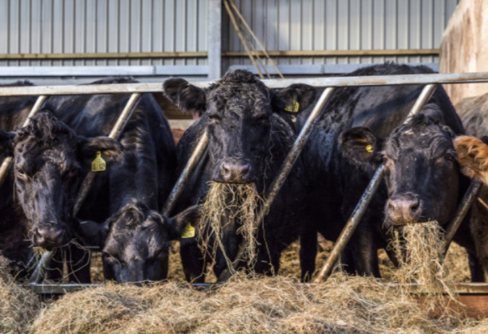 Cows Texture