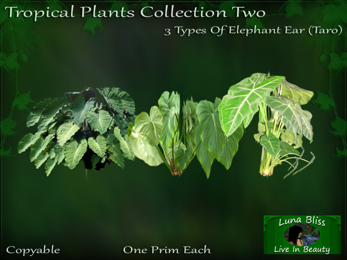 Tropical Plants Collection Two By Luna Bliss