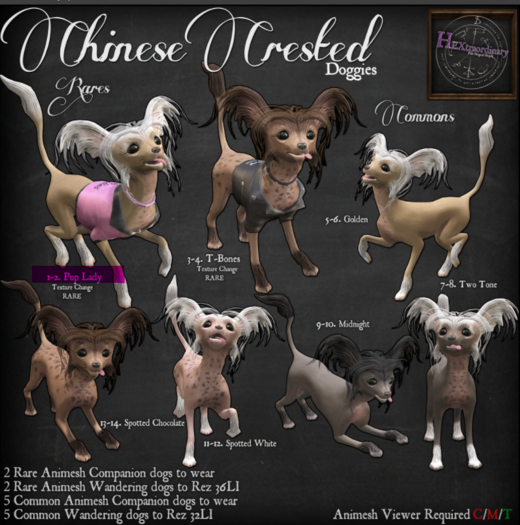 1. *HEXtraordinary* Chinese Crested - Pup Lady Wanderer RARE