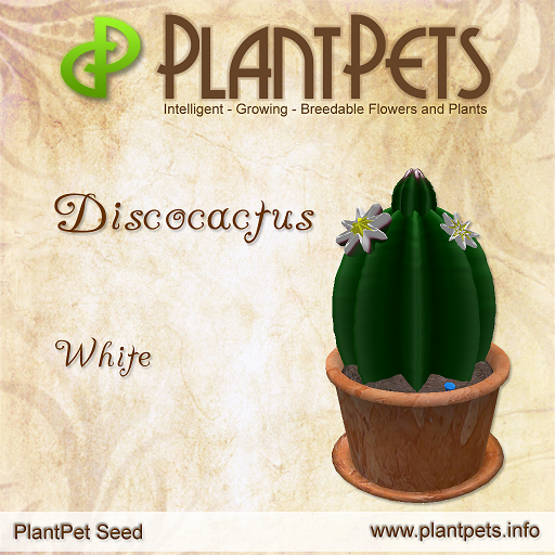 PlantPet Seed [Discocactus *White*]COMMON