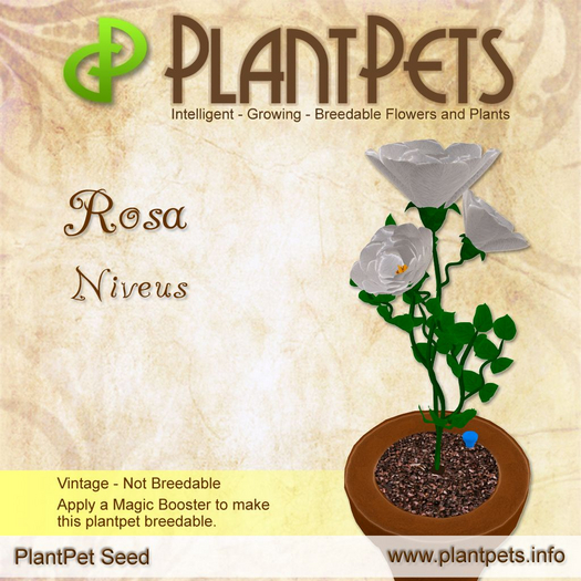 PlantPet Seed [Rosa *Niveus*] Common Vintage