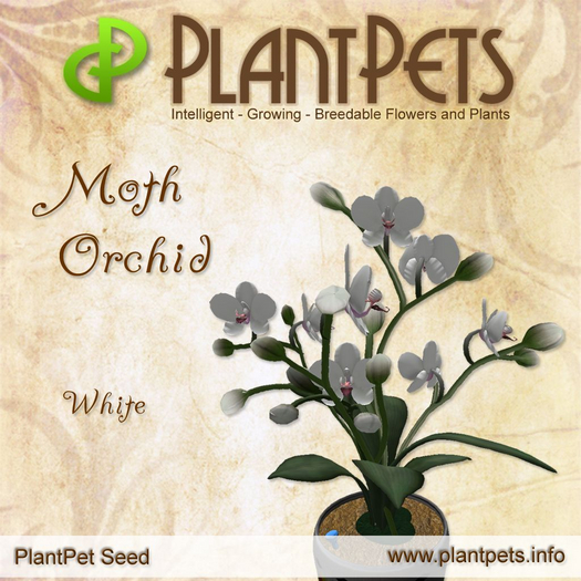 PlantPet Seed [Moth Orchid *White*]