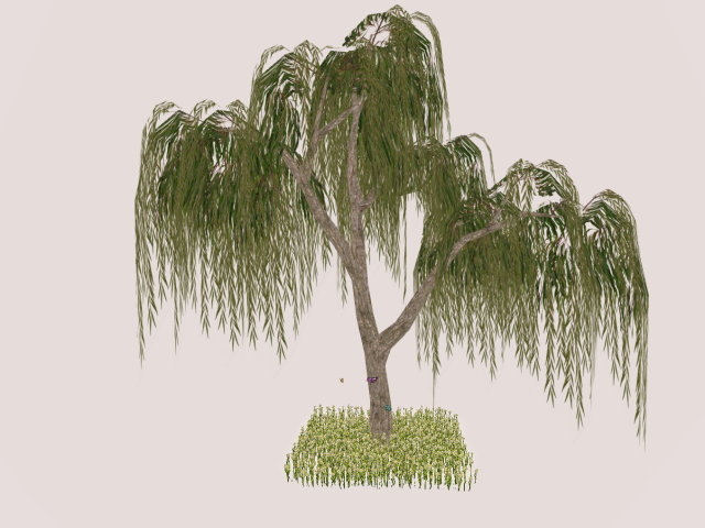 Willow Tree With  white Flowers
