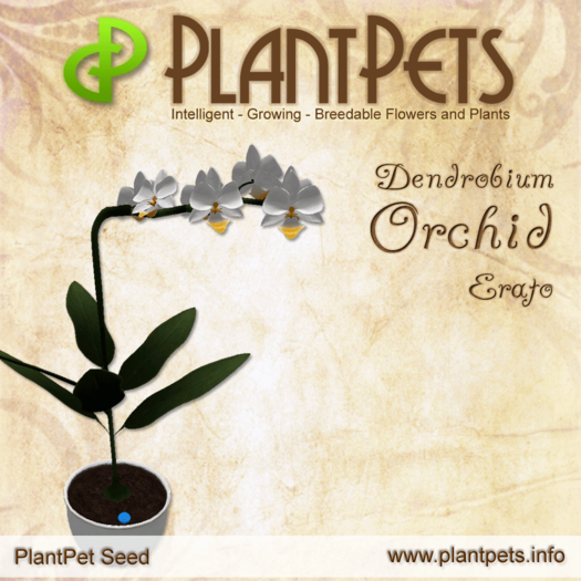 PlantPet Seed [Dendrobium Orchid *Erato*] Updated
