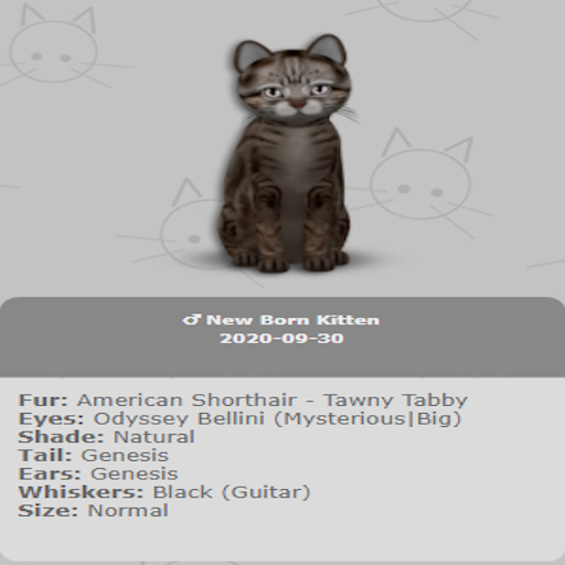 KittyCatS Box - New Born Kitten 