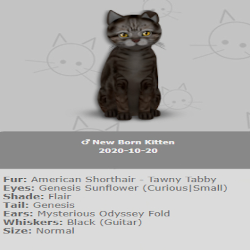 KittyCatS Box - New Born Kitten 