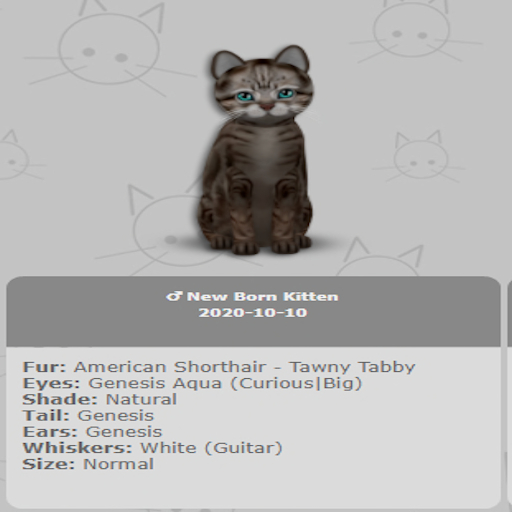 KittyCatS Box - New Born Kitten 