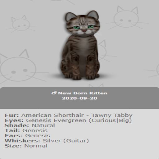 KittyCatS Box - New Born Kitten 