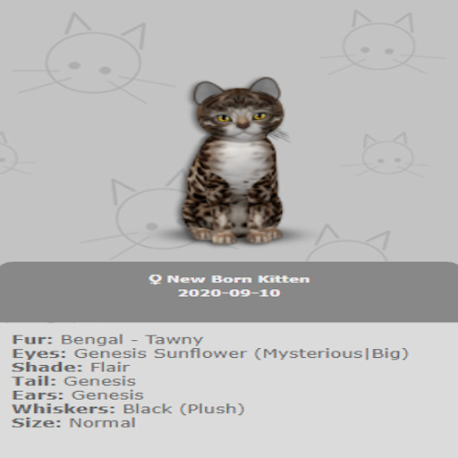 KittyCatS Box - New Born Kitten 
