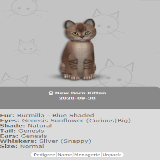 KittyCatS Box - New Born Kitten 