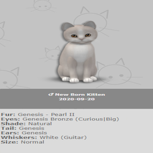 KittyCatS Box - New Born Kitten 