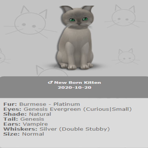 KittyCatS Box - New Born Kitten 
