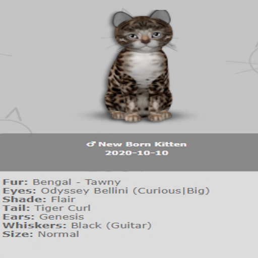 KittyCatS Box - New Born Kitten 